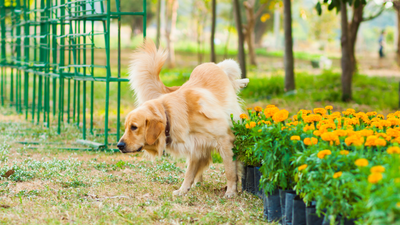 Dog Not Peeing for 24 Hours? Causes and Solutions