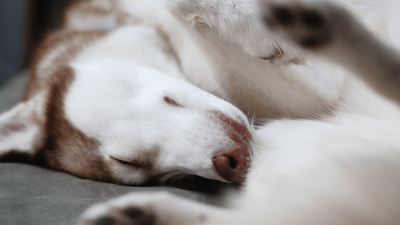 Dog Howling in Their Sleep? Causes and Solutions