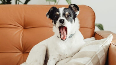 Dog Humping Pillow: Why They Do It and How To Stop It