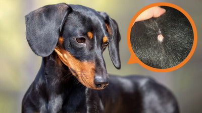 Ingrown Hairs in Dogs: Symptoms, Treatment & Prevention