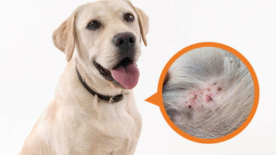 Dog Folliculitis: Causes, Symptoms, and Treatment Options