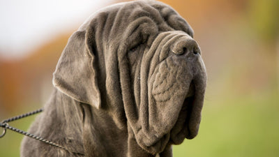 Dog Jowls: Unraveling the Mystery of Your Pooch's Droopy Cheeks
