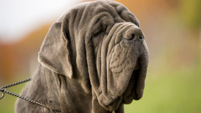 Dog Jowls: Why Do Some Dogs Have Droopy Cheeks?