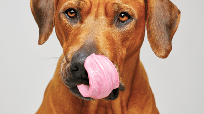 Why Is My Dog Licking Lips and Swallowing? Causes & Fixes