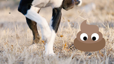 Why Do Dogs Kick After They Poop? Understanding This Canine Behavior