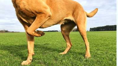 Why Is My Dog Limping but Not in Pain? Causes & Solutions