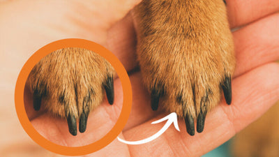 Is Your Dog’s Nail Turning Black? Causes And Treatment