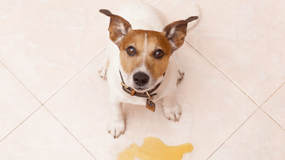 Dog Pees When Excited? Understanding the Cause and Solutions