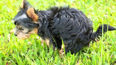 Dog Pooping Clear Liquid? 7 Reasons & What To Do