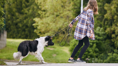 Why Won’t My Dog Walk? 7 Reasons and Solutions