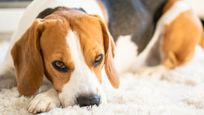 Dog Rubbing Face Against The Carpet? Here Are 10 Reasons Why