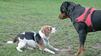 Dog Scared of Other Dogs? How to Help Your Puppy Socialize