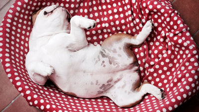 Dog Showing Belly: Understanding Your  Pet's Body Language