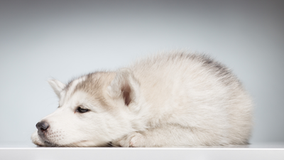 Why Do Dogs Sleep With Eyes Open? 9 Reasons Explained