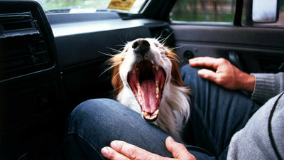 How to Get Rid of Dog Smells from Your Car