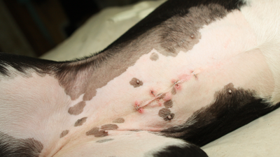 Dog Spay Incision Broke Open? Causes and Treatment