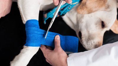 Dog Sprained Wrist: Causes, Symptoms, and Treatment