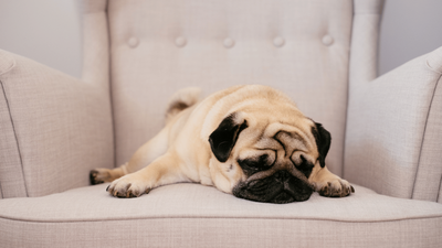 Why Does Your Dog Change Sleeping Spots? Canine Habits