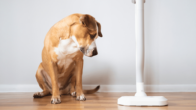 Why Is My Dog Suddenly Scared at Home? Causes & Solutions