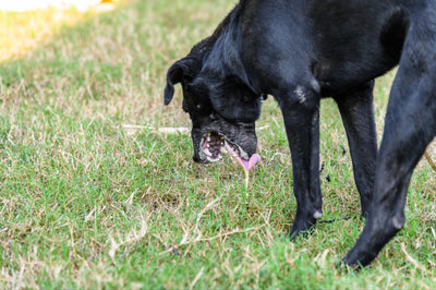 Dog Vomiting White Foam: Causes and Treatment Options