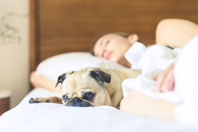 Why Does Your Dog Wake Up Early? Tips to Sleep Later