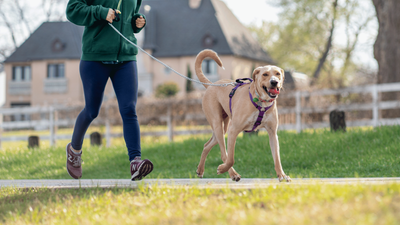 Dog Walking Sideways: Possible Causes and Solutions