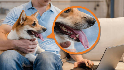 Dog Warts: What You Need To Know About The Canine Papillomavirus