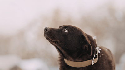 Dog Whale Eye: The Real Meaning Of The Canine Side Eye