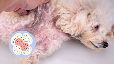 Yeast Infections in Dogs: Causes, Treatment, and Prevention