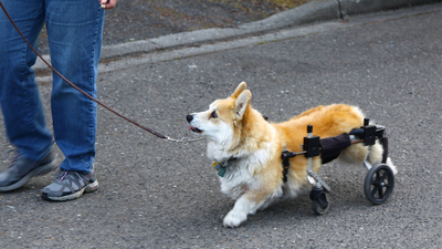 Dog’s Back Legs Weak? Causes of Sudden Canine Hind Weakness