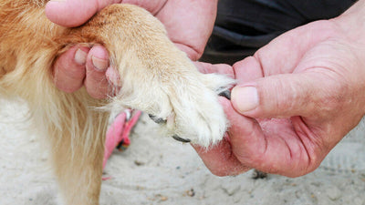 Dog’s Nails Peeling? Causes and Treatment for Nail Issues