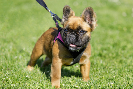 Fluffy Frenchie: Your Complete Guide To The Long-Haired French Bulldog!