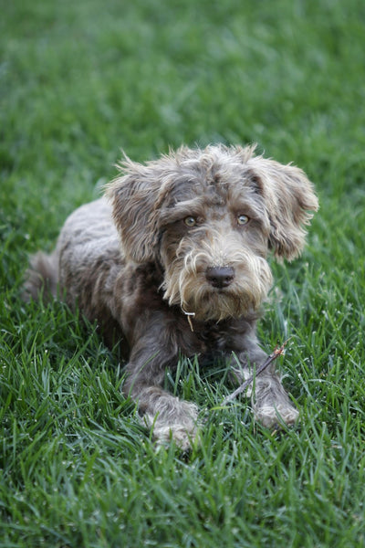 Mini Schnoodle: The Complete Guide To The Miniature Poodle & Schnauzer Mix Breed