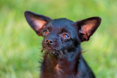 The Chi-poo: A Playful and Adorable Poodle Chihuahua Mix