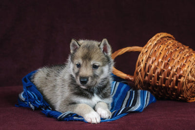 Agouti Husky: Wolf-Like Husky Breed with Unique Coat