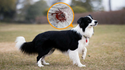 Dried Dead Tick On Dog? What You Need To Know & Do