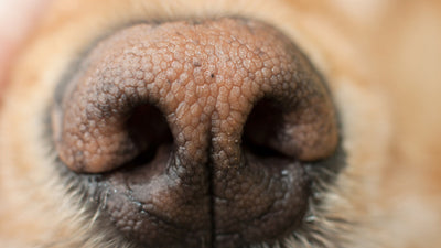 Dry Dog Nose Remedy: How to Keep Your Canine’s Nose Moist