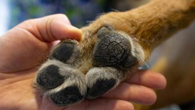 How to Prevent and Treat Dry, Cracked Dog Paws: A Guide