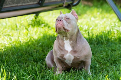 Exotic Bully vs Clean Exotic Bully: Complete Guide