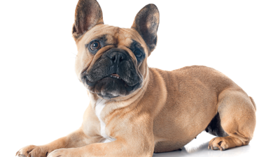 Fawn French Bulldog: A Guide to This Adorable Frenchie