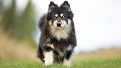 The Finnish Lapphund: The Merry Wolf-Lookalike