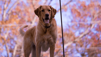 Goldador: Ultimate Guide to Golden Retriever Lab Mix