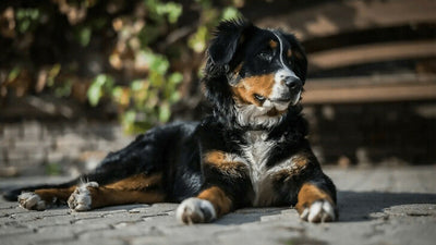 Golden Mountain Dog: A Golden Retriever Bernese Mix Breed