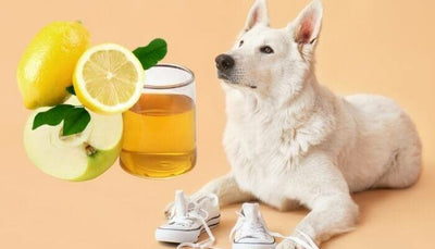 Home Remedies to Stop Dogs from Chewing