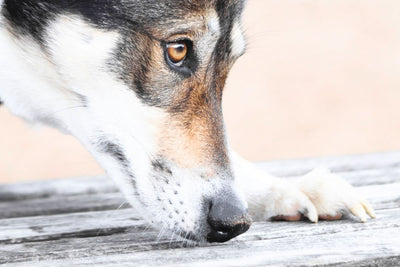 How Far Can Dogs Smell? Exploring Canine Nose Abilities