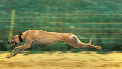 How Fast Can Dogs Run: A Comprehensive Guide to Canine Speed