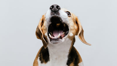 How Long Can Dogs Bark? US Laws on Excessive Barking