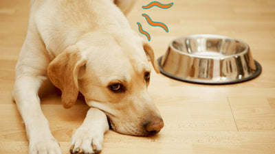 How Long Can Dogs Go Without Food? Asked & Answered