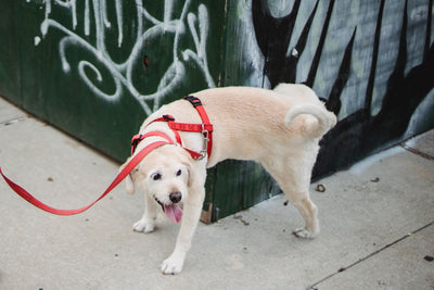 How Long Can Dogs Hold Their Pee? A Guide to Potty Breaks