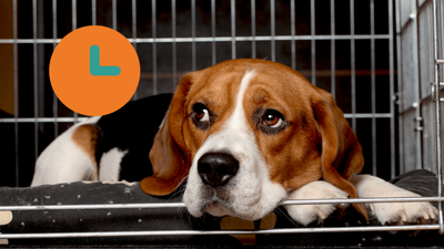 How Long Can Dogs Stay in a Crate? Responsible Use Tips